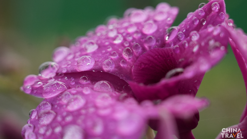 Hainan's Orchid Boom: Flowers Fuel Economic Growth 🌸💼