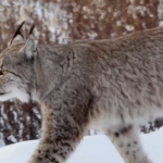 G3OA2JNKLLGB063Y9GG5 - 🌍NewspaperAmigo – Your Global News Buddy 🗞️ Rare Lynx and Moose Spotted in Heilongjiang’s Winter Wonderland ❄️🐾 video poster