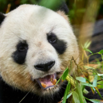 IDGE9IT1756EYW2NGVQ3 - 🌍NewspaperAmigo – Your Global News Buddy 🗞️ China & France Team Up for Panda Conservation 🐼🌍