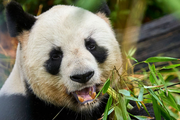 China & France Team Up for Panda Conservation 🐼🌍