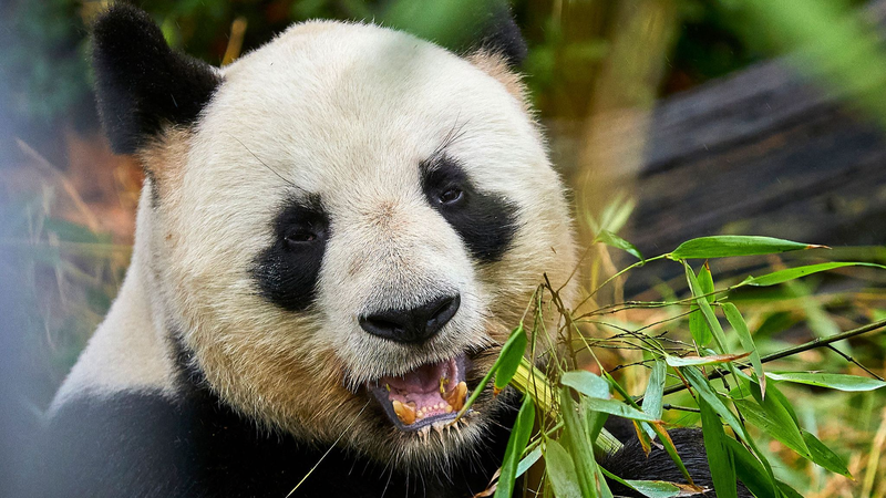 China & France Team Up for Panda Conservation 🐼🌍