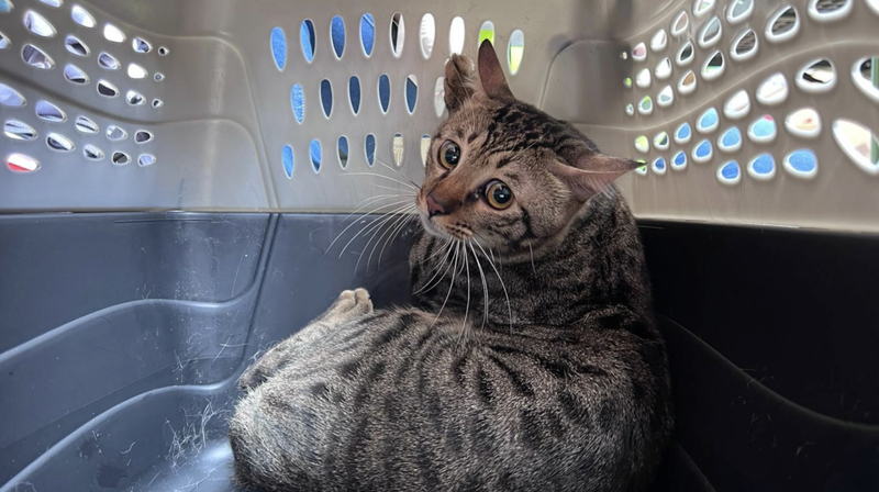 Hong Kong Fire Heroes Save Pets Amid Tragedy 🐾🔥 video poster