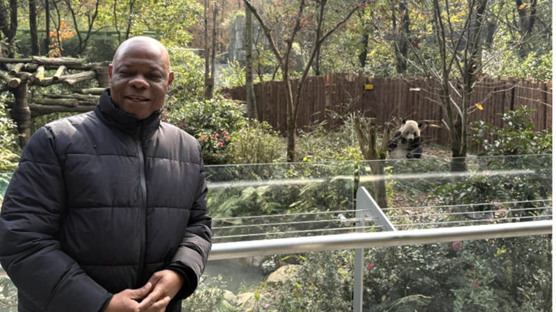 China's Panda Conservation: A 2025 Success Story 🌱🐼