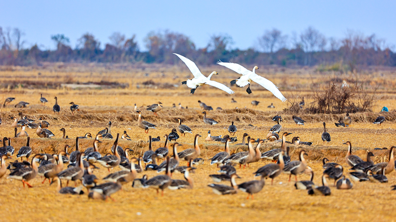 Poyang Lake's Winter Bird Spectacle: A Conservation Win 🦢🌿