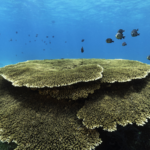 Hainan's Marine Ecosystem Thrives in 2025 🌊🐠