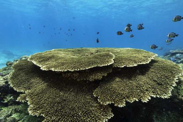 Hainan's Marine Ecosystem Thrives in 2025 🌊🐠