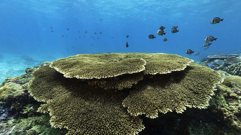 PT4EJ7I0STNEUEIX7JNO - 🌍NewspaperAmigo – Your Global News Buddy 🗞️ Hainan's Marine Ecosystem Thrives in 2025 🌊🐠