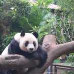 QSBPG9K8VZVDAHA8747T - 🌍NewspaperAmigo – Your Global News Buddy 🗞️ Hainan’s Panda Stars Shun Shun & Gong Gong Steal Hearts 🐼✨ video poster
