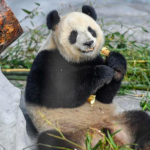 Panda Power Duo Steals Hearts in Tropical Hainan 🐼🌴 video poster