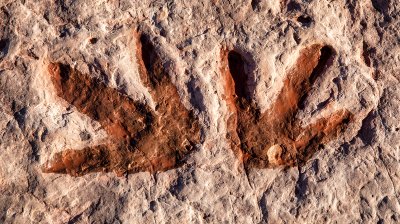 Ancient Dino Tracks Unearth Prehistoric Secrets in China 🦕👣