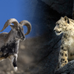 SJKZTW1LAZXJ3Q4KTJ1J - 🌍NewspaperAmigo – Your Global News Buddy 🗞️ Snow Leopard's Dramatic Hunt Fail Caught on Drone in Qinghai 🐆💨 video poster