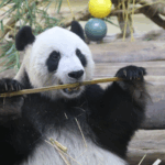 SM0BJFLC3K3XDC9Y17BF - 🌍NewspaperAmigo – Your Global News Buddy 🗞️ Hainan’s Panda Stars Shun Shun & Gong Gong Steal Hearts 🐼💖 video poster