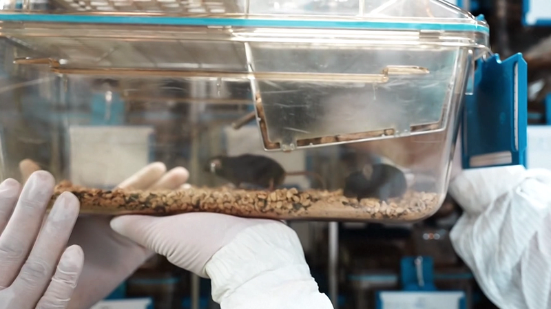 SQRX2PSLE66P3H25F30B - 🌍NewspaperAmigo – Your Global News Buddy 🗞️ China’s Space Mice Get Cosmic Names Chosen by the Public 🐭🚀