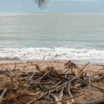 Vietnam's 2025 Natural Disasters Cost $3.9B 🌪️💸