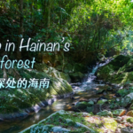 Hainan's Rainforest: Where Conservation Meets Innovation 🌿💼 video poster