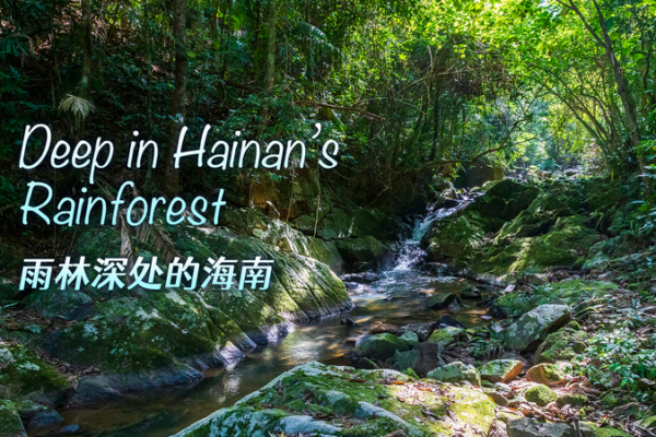 Hainan's Rainforest: Where Conservation Meets Innovation 🌿💼 video poster