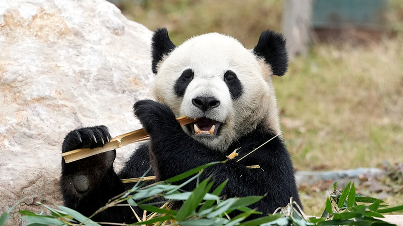 UFJYVFOPZCEOZ9SUINEF - 🌍NewspaperAmigo – Your Global News Buddy 🗞️ Mianyang’s New Panda Paradise Opens 🐾