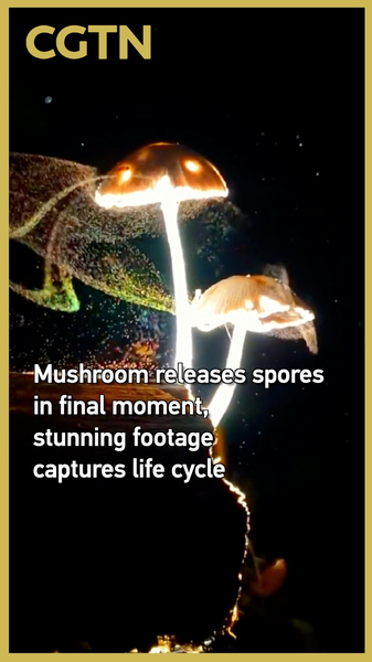 Nature's Finale: Rare Mushroom Spore Release Caught on Camera 🌱🎥 video poster
