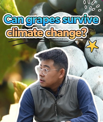 Sino-French Vineyard Project Aims to Save Grapes from Climate Change 🌍🍇 video poster