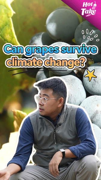 UIVUUCEGIKVP6QPP037R - 🌍NewspaperAmigo – Your Global News Buddy 🗞️ Sino-French Vineyard Project Aims to Save Grapes from Climate Change 🌍🍇 video poster