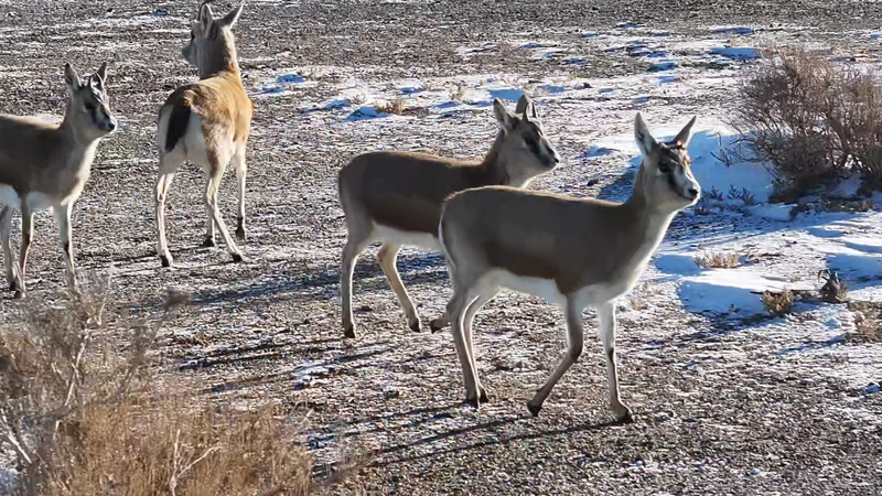 V7S5NSQJ6EC2OWAEM1ZY - 🌍NewspaperAmigo – Your Global News Buddy 🗞️ Snowy Gobi Oasis: Goitered Gazelles Thrive in Xinjiang’s Winter Wonderland 🌾❄️ video poster