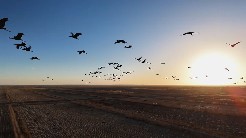 Winter Wonderland: 5,000 Grey Cranes Flock to Xinjiang Oasis 🌾🦢 video poster