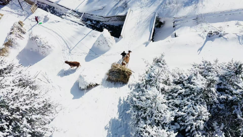 ❄️ Songling Snow Village: Winter’s Hidden Gem in Jilin