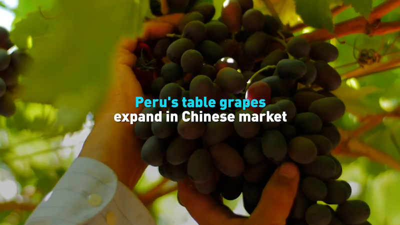 WTISOB5SPU88BZBO00J3 - 🌍NewspaperAmigo – Your Global News Buddy 🗞️ Peruvian Grapes Conquer Chinese Market in 2025 🍇🇵🇪 video poster