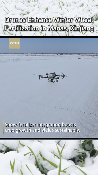 Drones Revolutionize Winter Wheat Farming in Xinjiang 🌾🚁 video poster
