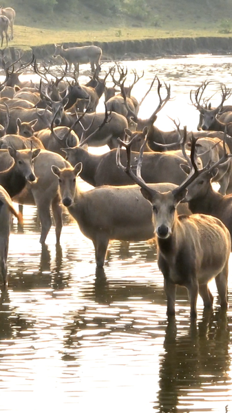 China's Milu Deer Roar Back: A 40-Year Conservation Triumph 🦌🌿 video poster