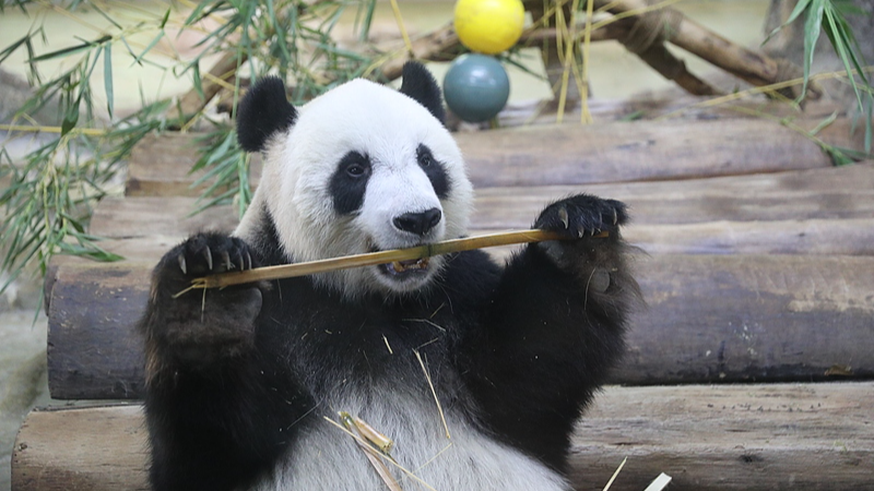 Hainan’s Giant Pandas Steal Hearts with Bamboo Feasts & Playful Antics 🐼🎋 video poster