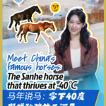 ❄️🐎 China's Sanhe Horses: Thriving at -40℃ Like Winter Warriors video poster