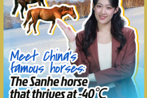 ❄️🐎 China's Sanhe Horses: Thriving at -40℃ Like Winter Warriors video poster