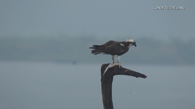 Smart Tech Shields Rare Birds in Zhejiang 🐦💡 video poster