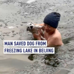 Heroic Rescue in Beijing: Man Saves Dog from Freezing Lake ❄️🐶 video poster