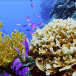 Sansha's Coral Kingdoms: A 2026 Deep Dive 🌊🐠 video poster