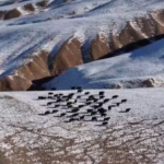 Wild Yak Herd Roams Gansu’s Snowy Grasslands 🌄🐂 video poster