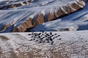 Wild Yak Herd Roams Gansu’s Snowy Grasslands 🌄🐂 video poster