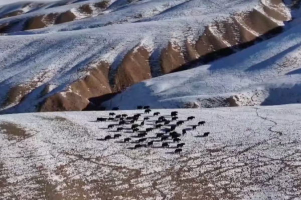 Wild Yak Herd Roams Gansu’s Snowy Grasslands 🌄🐂 video poster