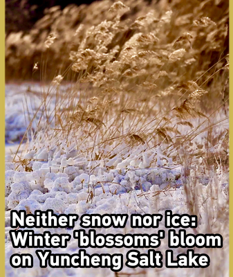 Winter's Crystal Blooms: Yuncheng Salt Lake's Frozen Spectacle 🌸❄️ video poster