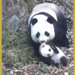 Rare Panda Motherhood Moments Captured in Sichuan 🌿🐼 video poster
