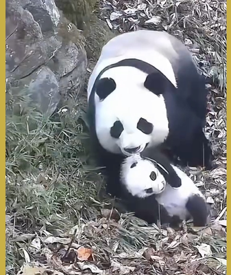 Rare Panda Motherhood Moments Captured in Sichuan 🌿🐼 video poster