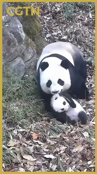 Rare Panda Motherhood Moments Captured in Sichuan 🌿🐼 video poster