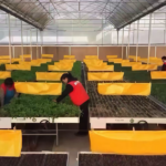 Gen Z Revives Rural China With Smart Farming 🌱💡