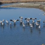 78OMW391NZR2D60BW2IF - 🌍NewspaperAmigo – Your Global News Buddy 🗞️ Winter Wonderland: 30,000 Migratory Birds Flock to Xinjiang Wetlands 🌿🦢 video poster