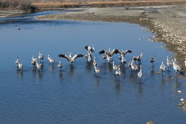 Winter Wonderland: 30,000 Migratory Birds Flock to Xinjiang Wetlands 🌿🦢 video poster
