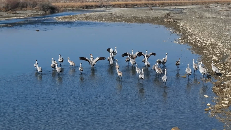 Winter Wonderland: 30,000 Migratory Birds Flock to Xinjiang Wetlands 🌿🦢 video poster