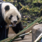 7LYHWGXD721T2F5WOP1S - 🌍NewspaperAmigo – Your Global News Buddy 🗞️ Japan's Last Giant Pandas Return to China in 2026 🐼✈️