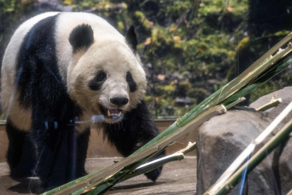 Japan's Last Giant Pandas Return to China in 2026 🐼✈️