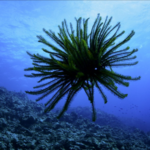 Dive Into the Deep: Sansha Series Spotlights South China Sea’s Sea Lilies 🌊🌸 video poster